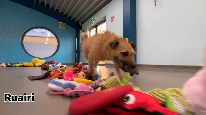 This animal shelter lets dogs get their Christmas presents, and they're excited