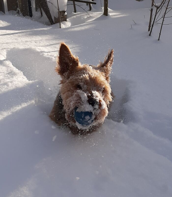 Turbo, My Mother's Yorkie. He Loves His Racquetball!