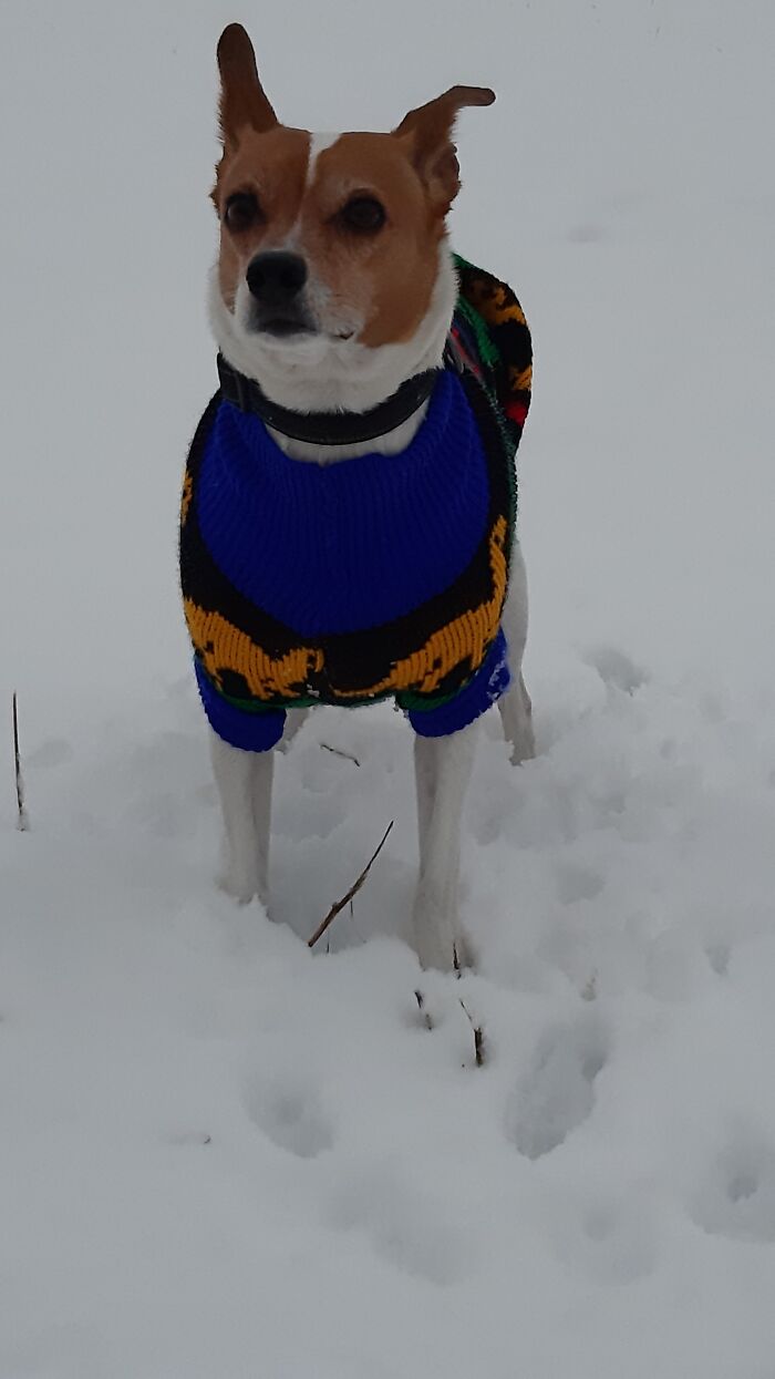 Pipo In An Ugly Sweater