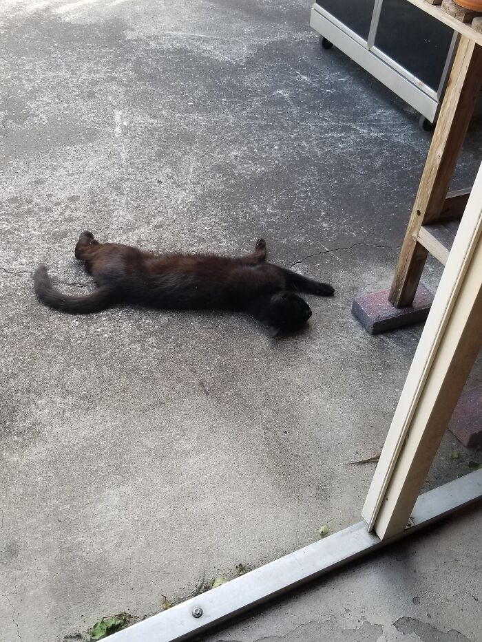 Catio Loves Stretching Out On The Warm Patio