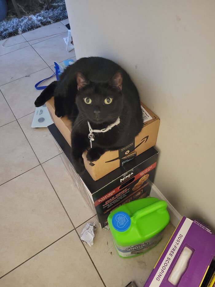 Box Queen, How My 17lb Cat Likes To Squish My Sisters Packages