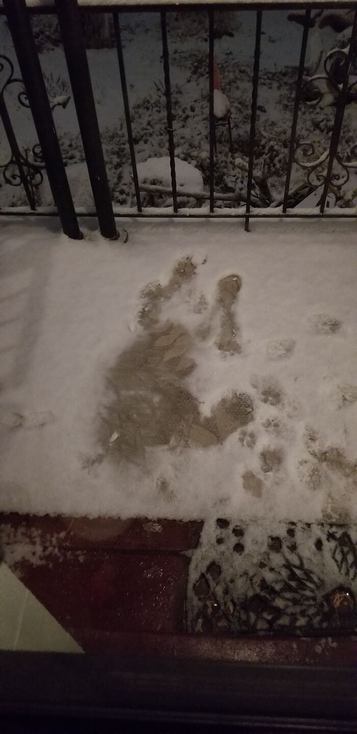 As You Can Tell, I Have Furry Babies And They Love The Snow. Often Come Hone To Snow Mounds And Then A Head Will Pop Out! Nita And Roo Love Everything Winter