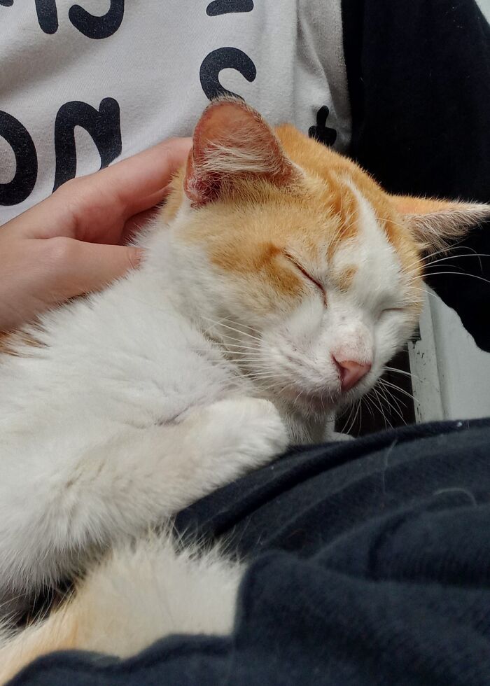 The Nicest Street Cat That I've Ever Met