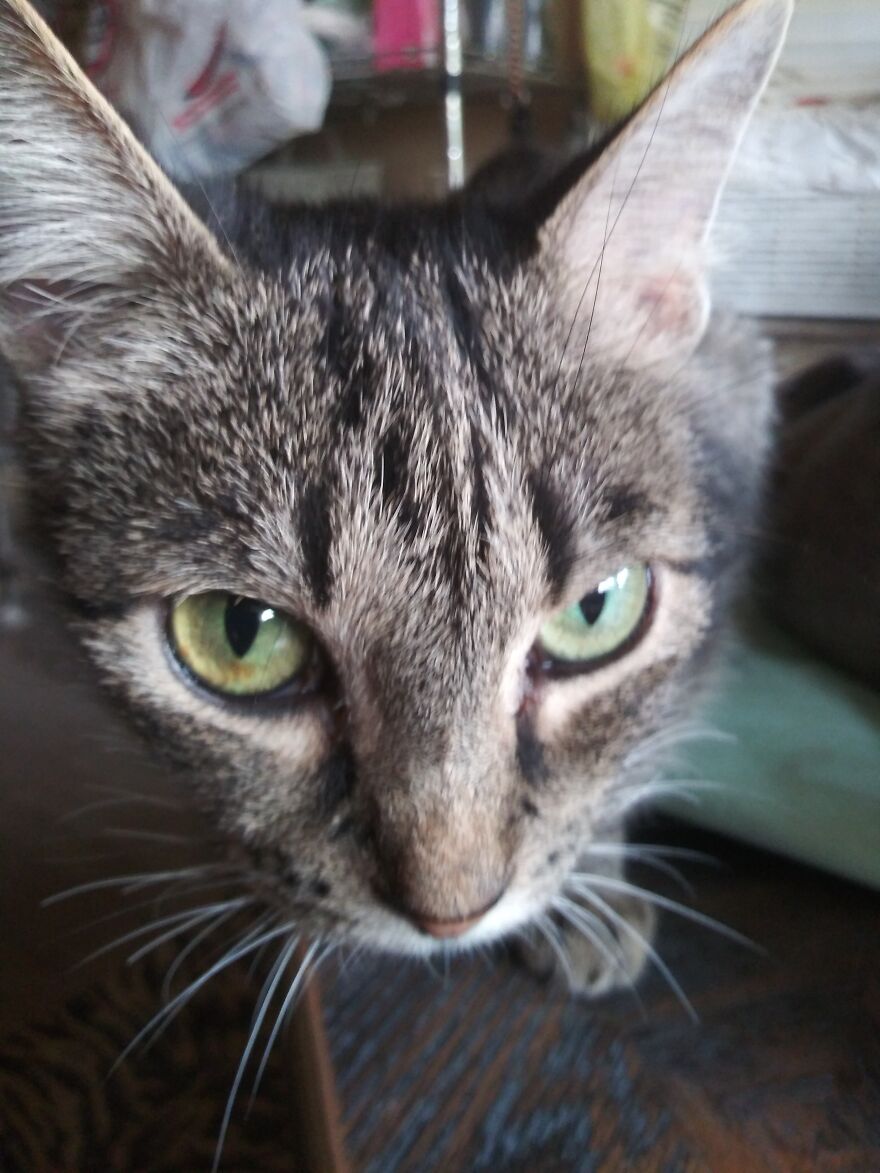 Help For Itchy,sneezing Cats