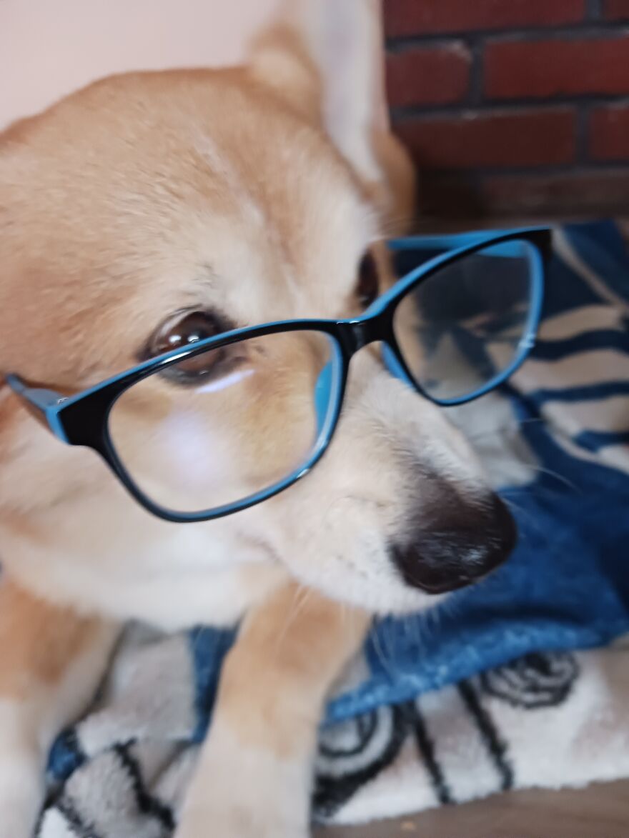 I Post Pictures Of My Animal So The Internet Can Decide What It Is