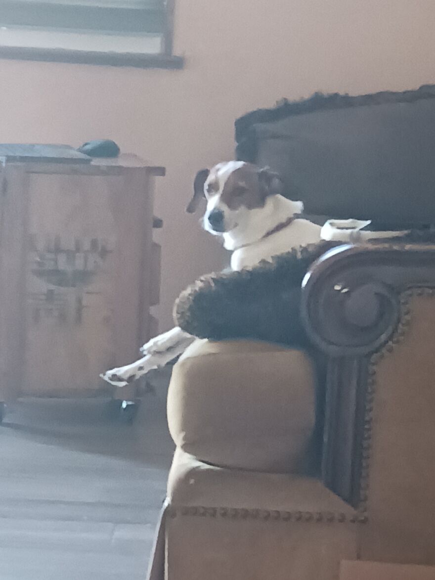 I Post Pictures Of My Animal So The Internet Can Decide What It Is