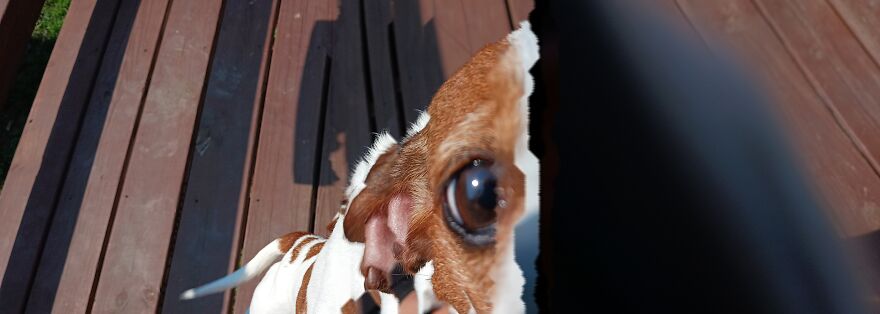 I Post Pictures Of My Animal So The Internet Can Decide What It Is