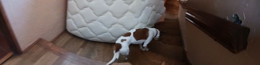 I Post Pictures Of My Animal So The Internet Can Decide What It Is