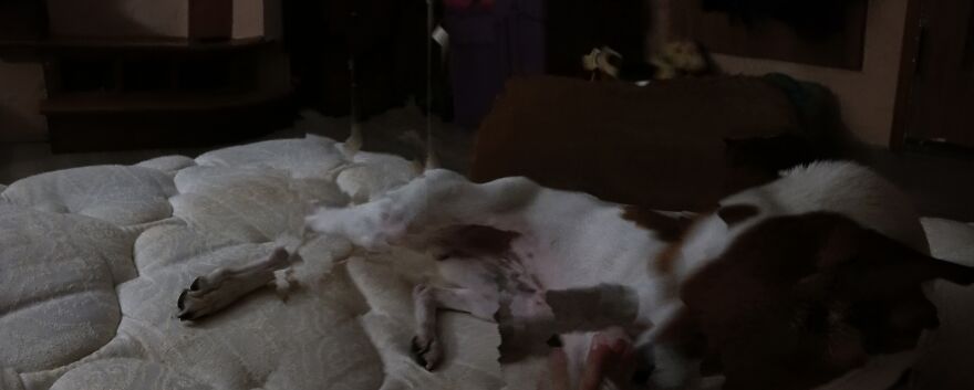 I Post Pictures Of My Animal So The Internet Can Decide What It Is