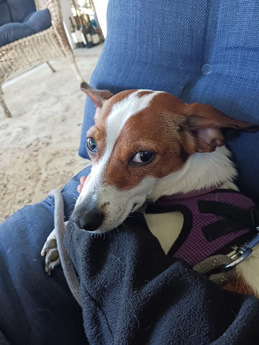 I Post Pictures Of My Animal So The Internet Can Decide What It Is