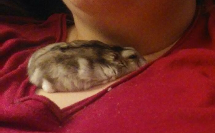 Poppy, My Precious Little Hamster