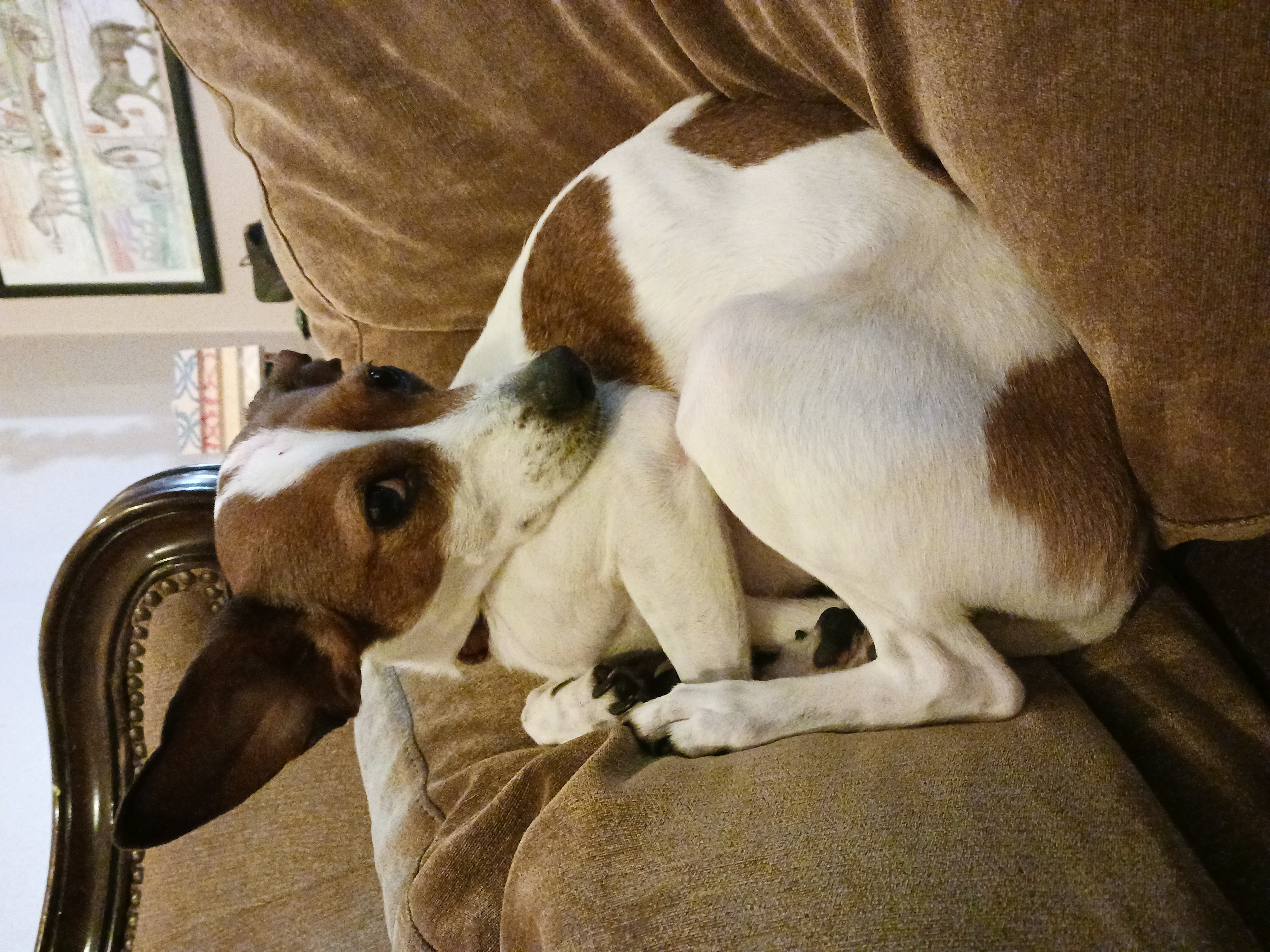 I Post Pictures Of My Animal So The Internet Can Decide What It Is