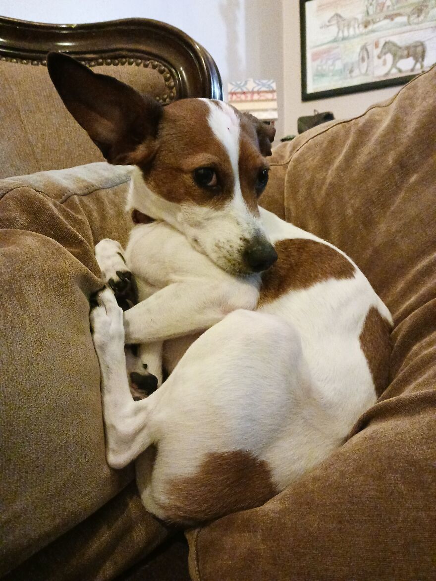 I Post Pictures Of My Animal So The Internet Can Decide What It Is