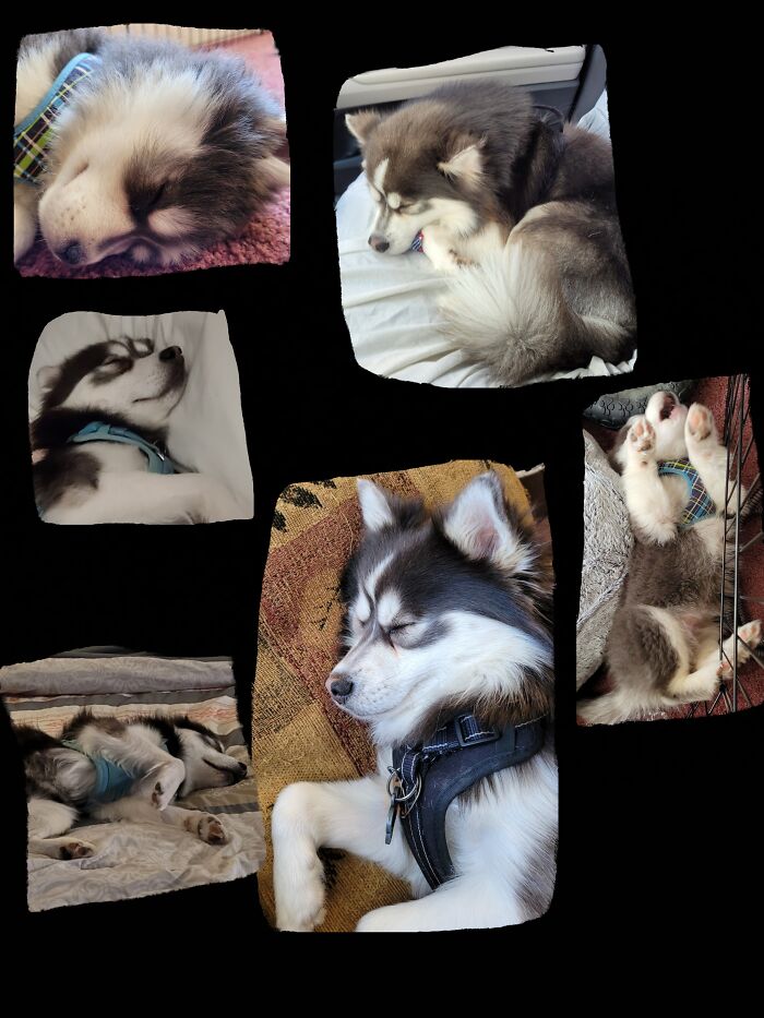 Pomsky Sleep Styles Changing As He Ages