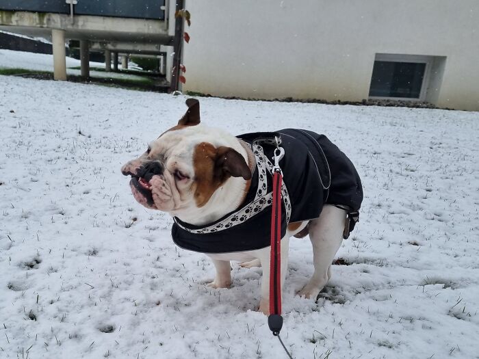 Enjoying The First Snow Of The Season. And Making Funny Faces While At It