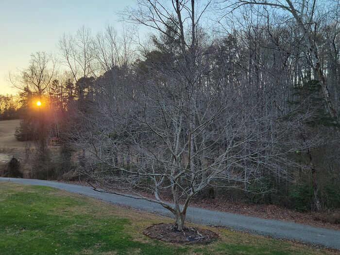 Not Snow...but No No Leaves And The Sun Going Down At 10°f. Beautiful To Me