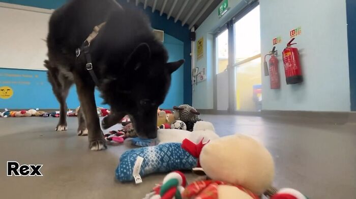 23 Dogs Were Allowed To Pick Their Own Christmas Gifts At Animal Shelter, And Here’s What Happened