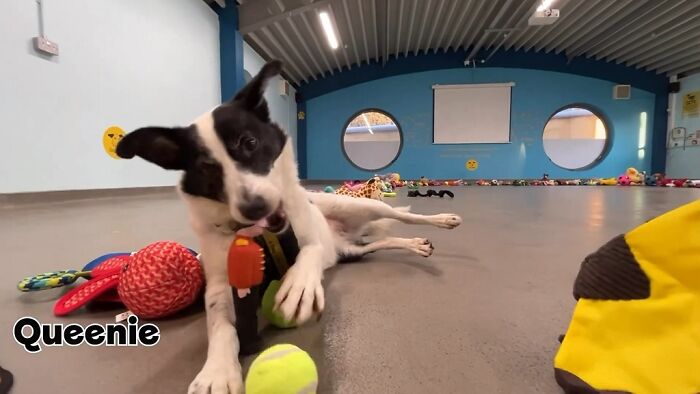 23 Dogs Were Allowed To Pick Their Own Christmas Gifts At Animal Shelter, And Here’s What Happened