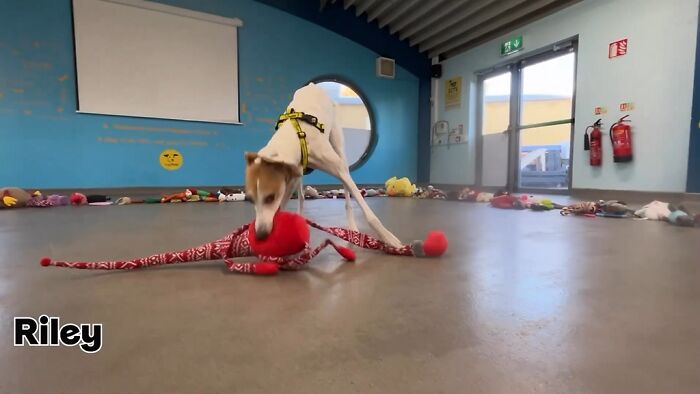 23 Dogs Were Allowed To Pick Their Own Christmas Gifts At Animal Shelter, And Here’s What Happened