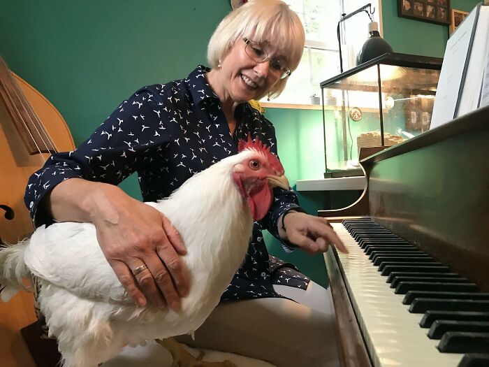 Boo Was Rescued From A Meat Factory 5 Years Ago, And His Life Shines In New Colors Ever Since Boo Was Rescued From A Meat Factory 5 Years Ago, And His Life Shines In New Colors Ever Since