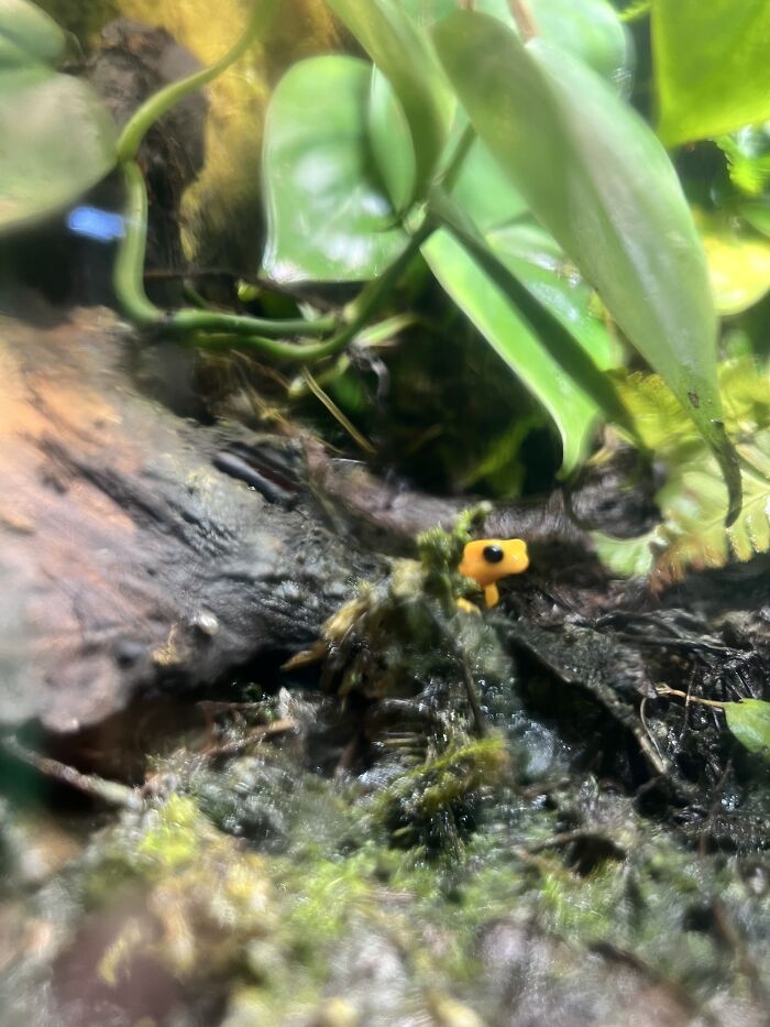 Tiny Frog I Saw At The Zoo Yesterday 🐸