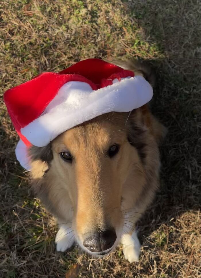 Not Sure If This Counts As A Decoration, But This Santa Hat That I Routinely Put On All Of My Dogs!
