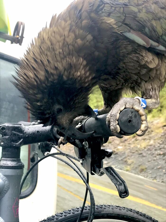 The New Zealand Kea In Its Natural Environment* I Love Them Enough To Pay A Bit Of Bike Destruction For A Crap Photo Those Can Opener Beaks! Those Shiny Eyes! *of Shameless Destruction For Fun And Attention