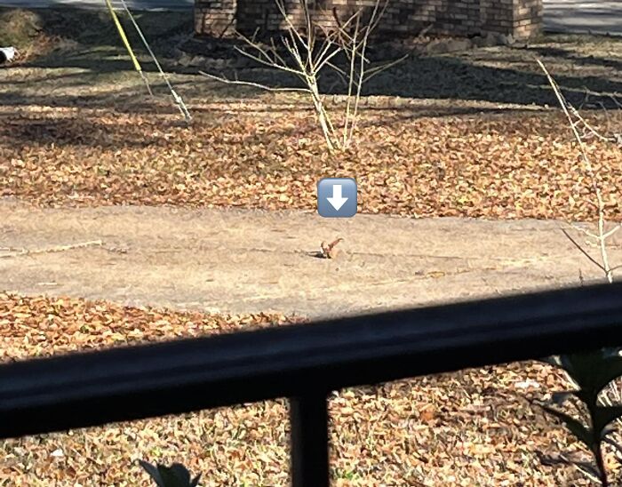 Y’all, I Did It Again. Last Time My Bird Turned Out To Be A Leaf. Well, I Wasn’t Wearing My Glasses (Again) And This Cute Little Bird Was Bobbing His Head Rocking Back N Forth. I Had Never Seen A Bird Do That Specific Thing Before So I Thought “That’s So Cute Let Me Get A Pic!” Yall …..it Was A Crumpled Fast Food Bag Rocking Back N Forth From The Gentle Breeze
