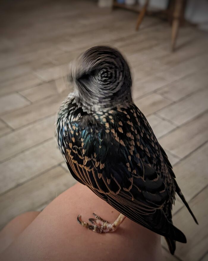 I Thought I Took A Beautiful Photo Of My Rescued Starling