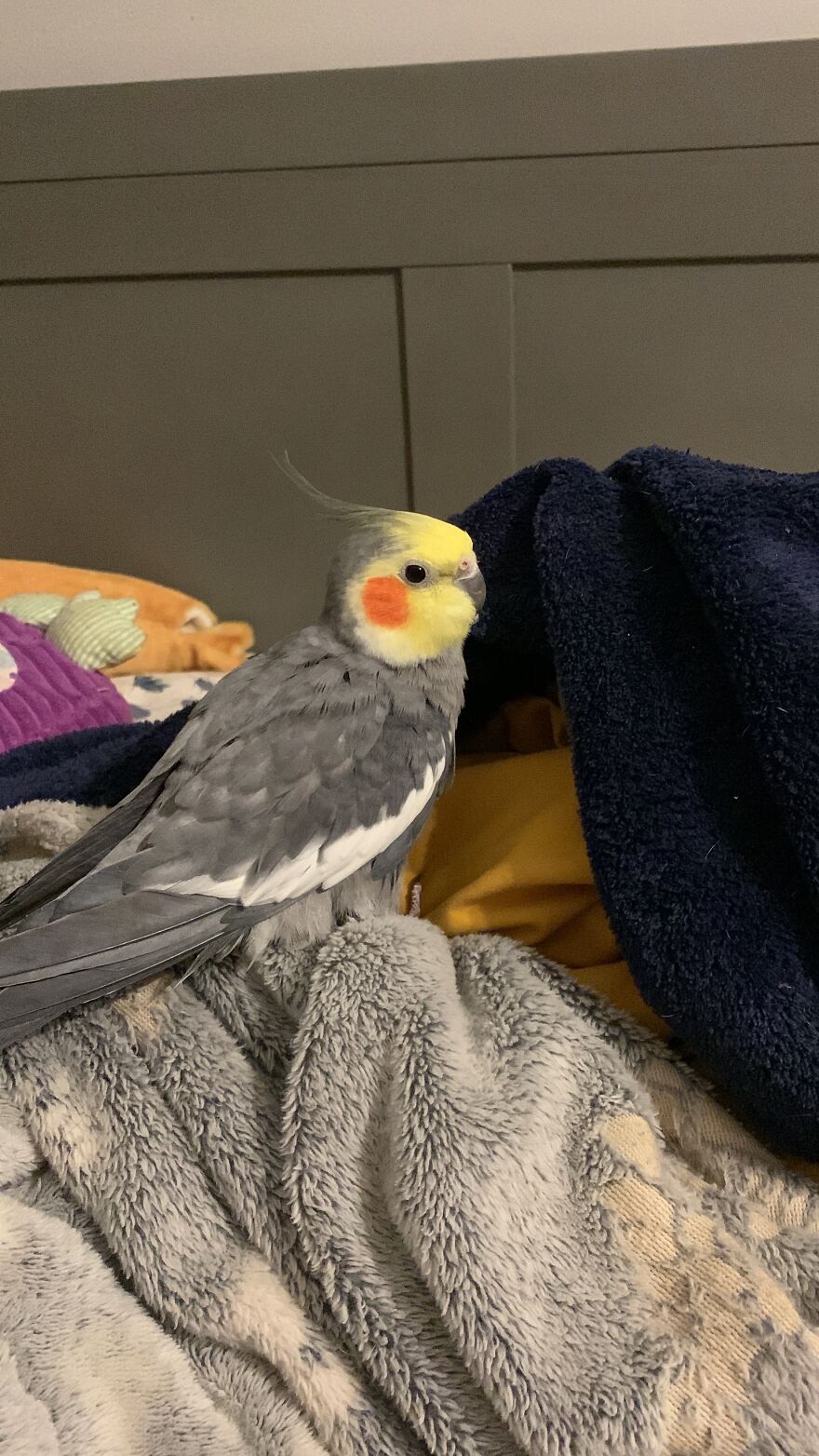 This Is My Cockatiel Polly. Fyi I Did Not Pick Out His Name