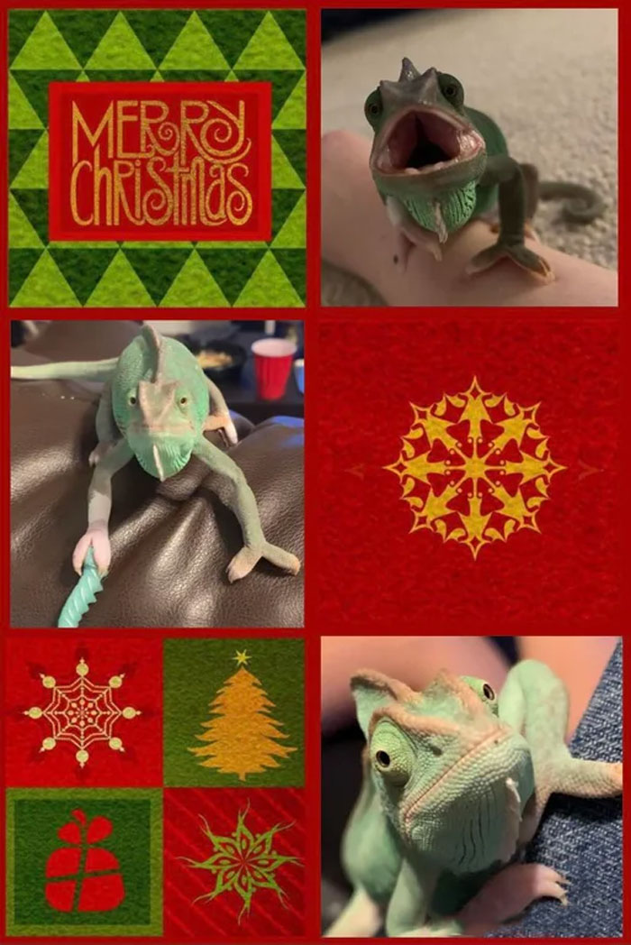 Getting Some Holiday Cards Ready. Christmas Ft. Bottle, My Veiled Chameleon