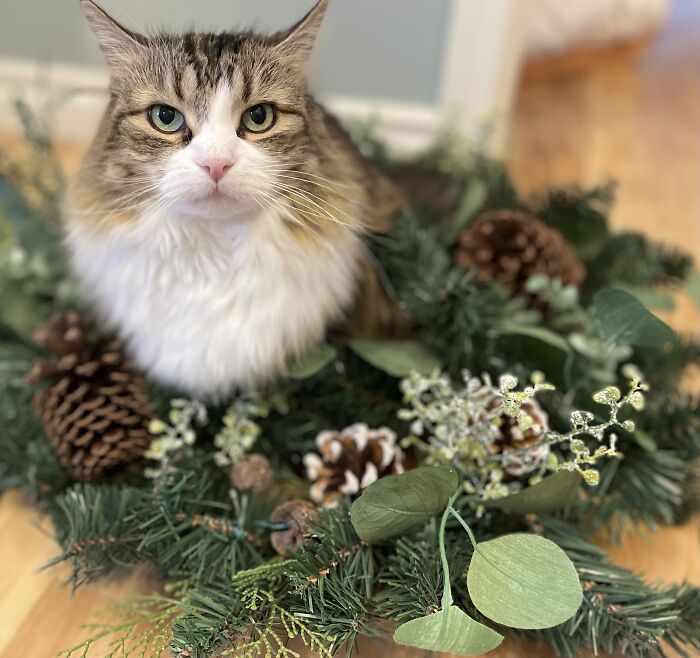 Chriscat Wreath