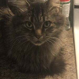 vonrosenwilhelmzimmermann avatar