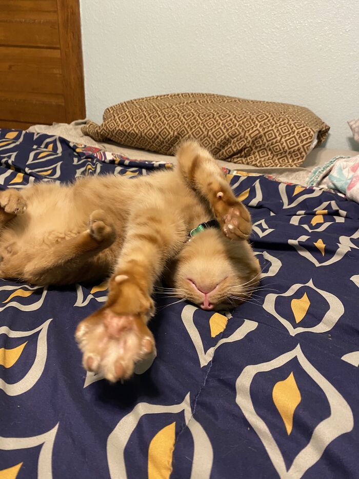 Meet Chucky Murder Mittens Who Sleeps Like This All The Time!