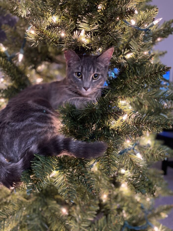 It’s A Cat Shaped Ornament!