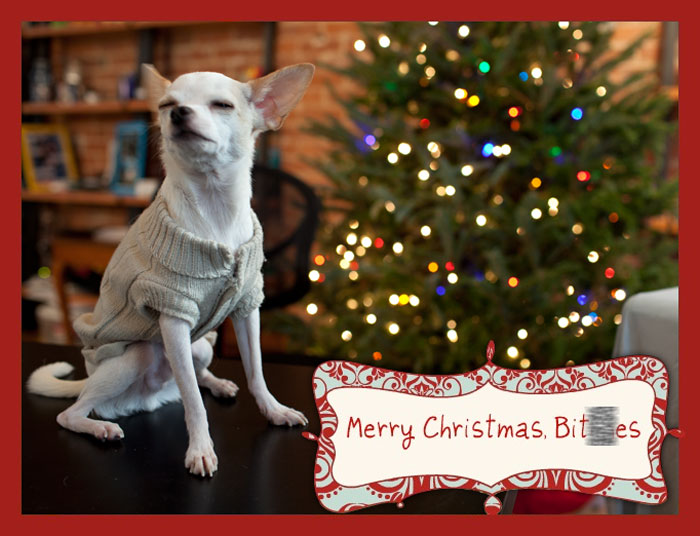 Mi perro me pidió que le hiciera una tarjeta navideña para enviar por correo electrónico a las señoritas