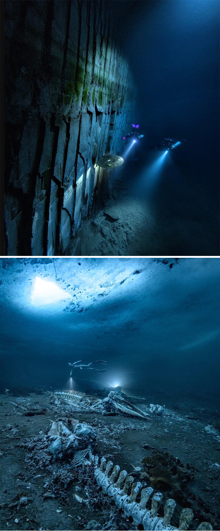 Galardonadas fotos de submarinismo terriblemente inquietantes de Alex Dawson