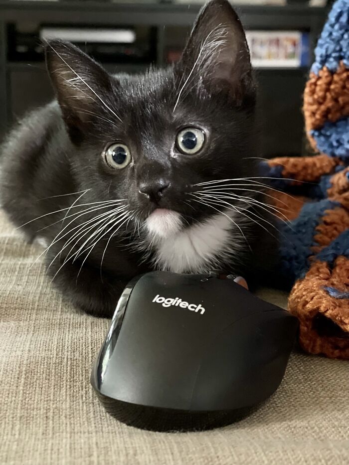 I Caught A Mouse!