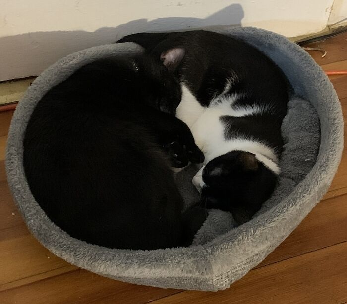 Quinn And Shelby Make A Perfect Circle Together In Their Bed…