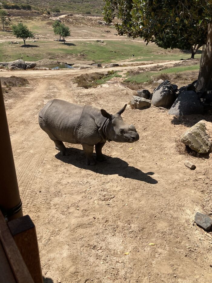 Rhinos 🦏