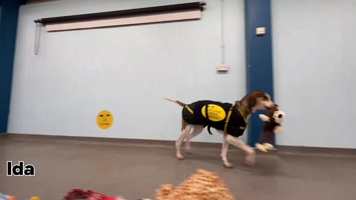 23 Dogs Were Allowed To Pick Their Own Christmas Gifts At Animal Shelter, And Here’s What Happened