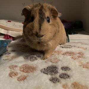 chloetheawesomeness avatar