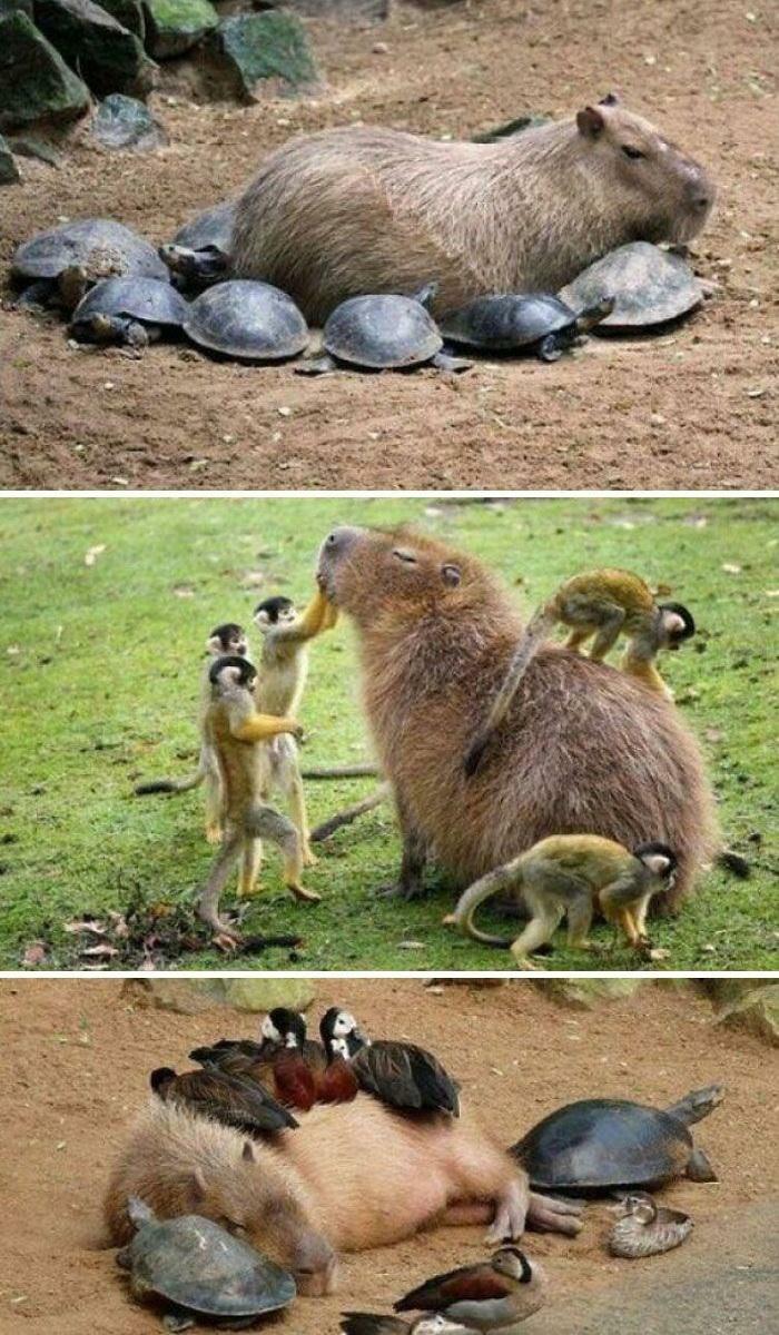 A Capybara's Life
