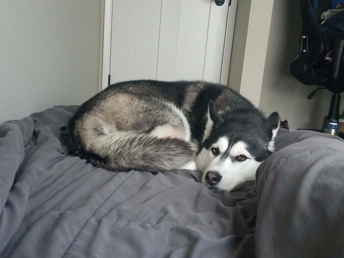 Sharing A Twin Sizes Bed With A Husky. All My Leg Room Is On The Right