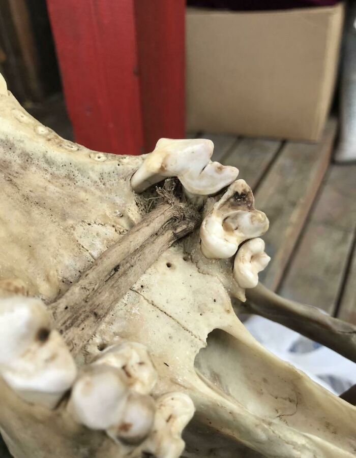 Wolf Lived With Tree Branch Trapped In His Teeth For Years