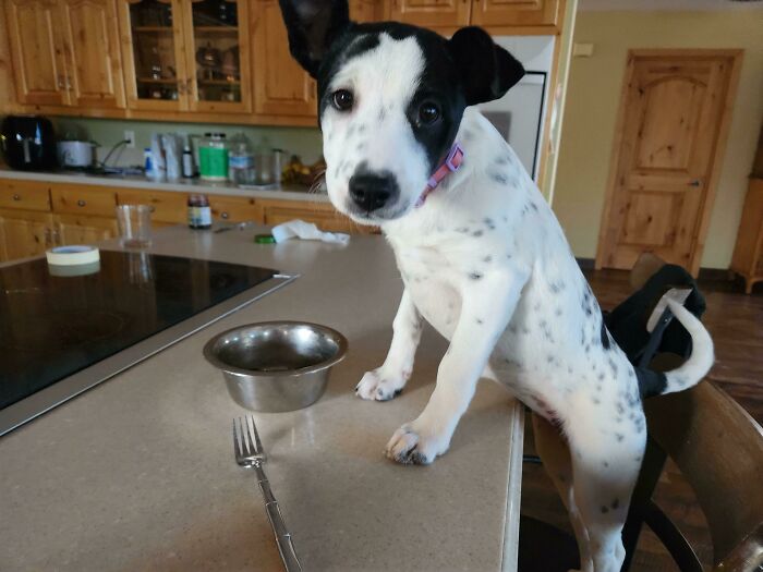 Picked Up From The Rescue A Little Over A Month Ago, She's 13 Weeks Now And Likes To Eat Breakfast With Me. She's My Best Buddy