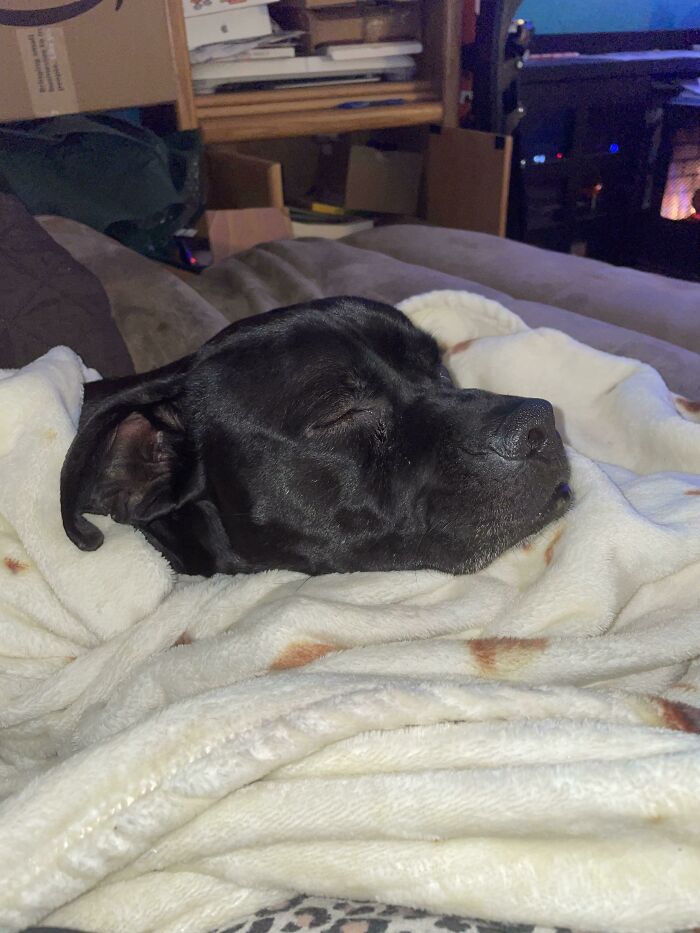 From Shelter Dog To Nightly Cuddles In The Pup-Ritto Blanket My Boy Blaq Jaq (Black Jack) 