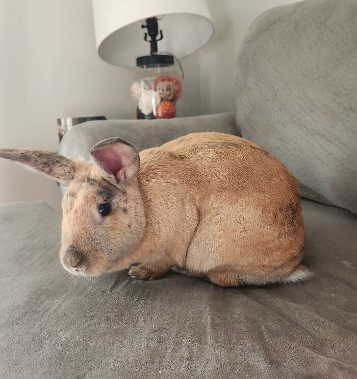 Was Looking Around To Adopt A Bunny And Found This Derpy Looking Bunny