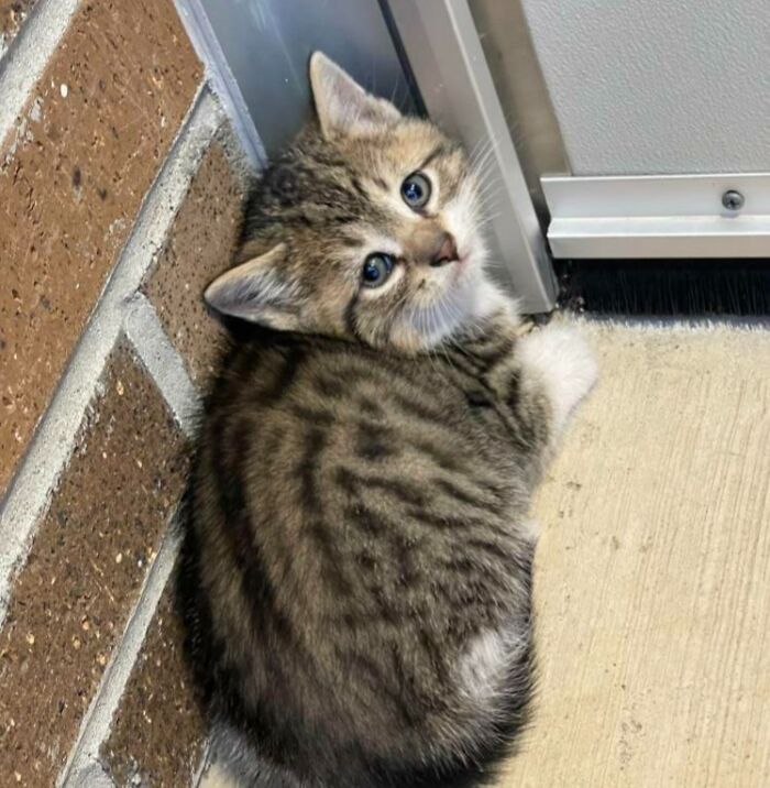 Rescaté a esta gatita en la puerta de mi instituto. La llamé Rocket porque la encontré durante un examen sobre un trabajo de cohetes