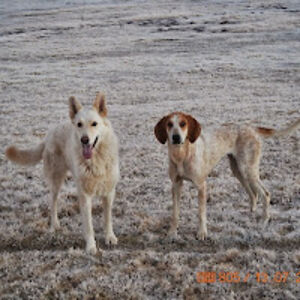 ameliacumming avatar